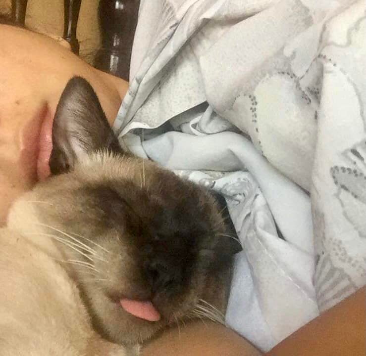 Gatito Dormido